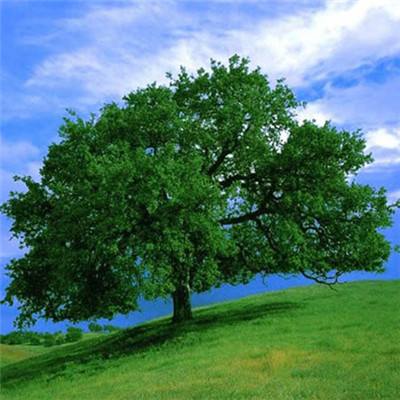 bob半岛·体育中国官方网站